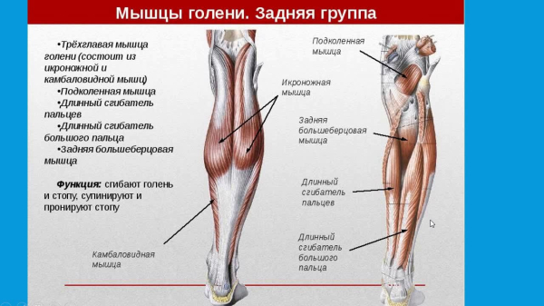 Анатомия мышц голени