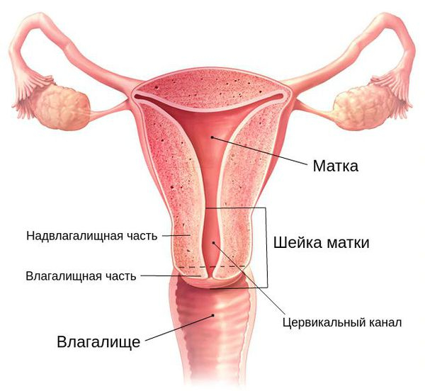 Экзоцервицит &mdash; симптомы, причины и лечение