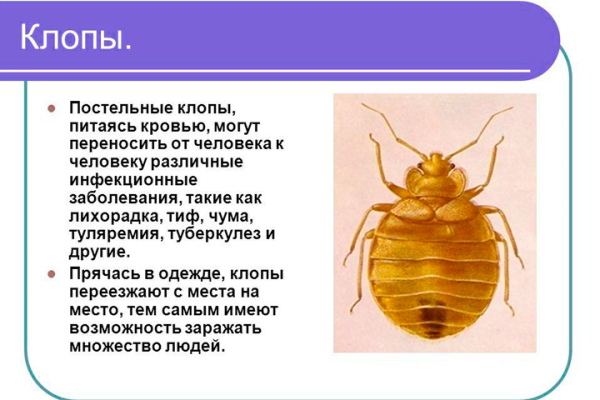 Эффективные способы избавления от клопов в домашних условиях