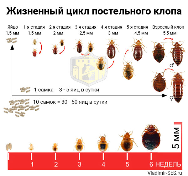 Эффективные способы избавления от клопов в домашних условиях