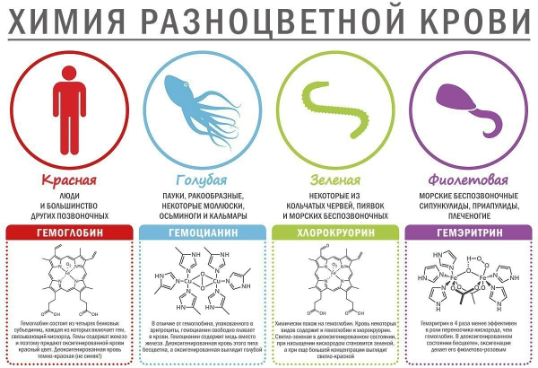 Плазма крови &mdash; состав, функции, внешний вид