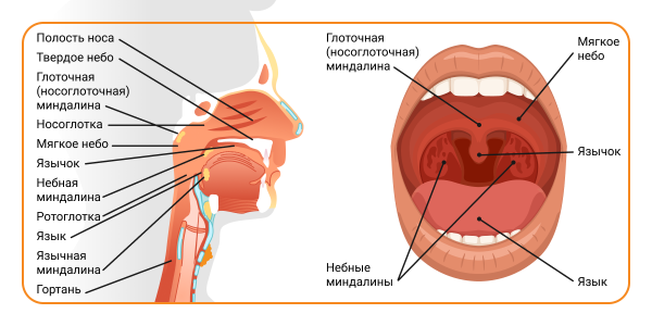 Купаться при ангине &mdash; правильные способы ухода за телом