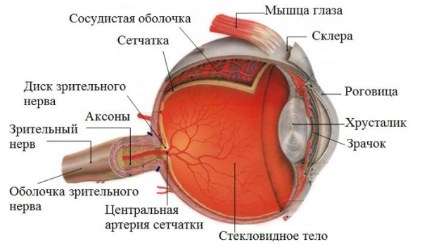 Обследование зрительного нерва и его диска &mdash; основные методы и процедуры