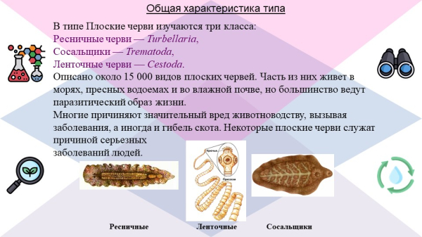 Черви &mdash; общая характеристика и особенности