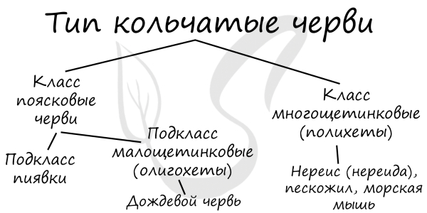Черви &mdash; общая характеристика и особенности